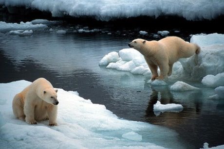 D08-polar-bears.tif