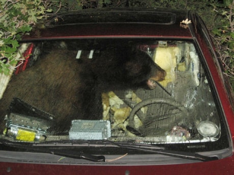 Bear in Car