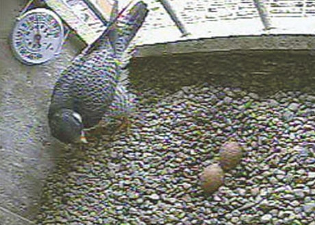 Falcon-eggs