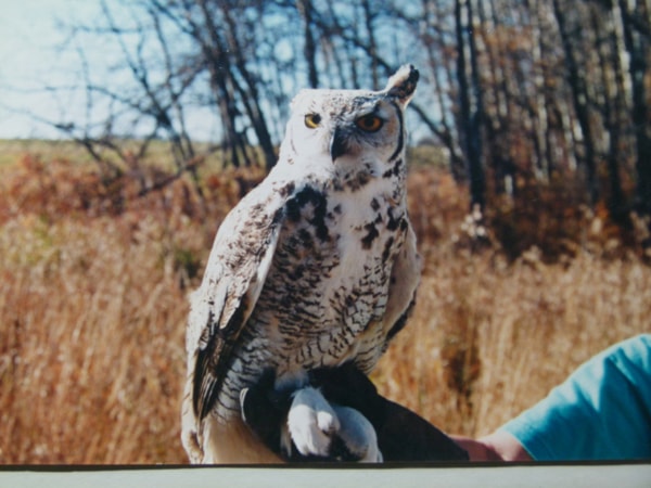 Great-Horned-owl-Mackay