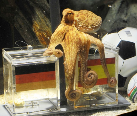 Germany Soccer WCup Octopus Oracle
