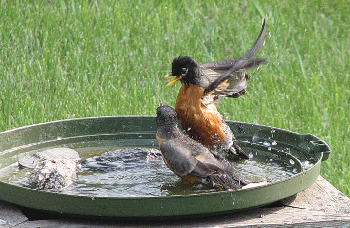 Mackay-robin-pair-bathing2_1