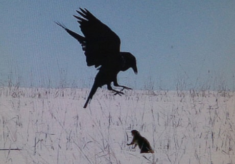 Makay-raven-and-gopher