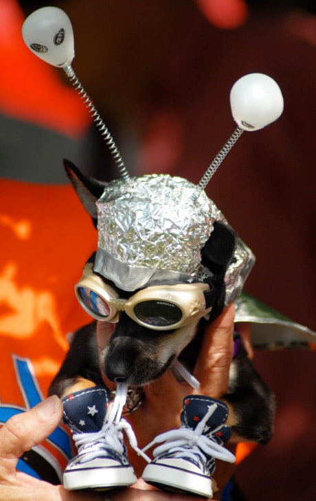 Alien Pet Costume Contest