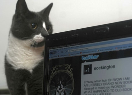 CORRECTION Web Twittering Cat