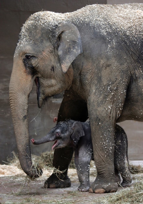 Baby Elephant Name