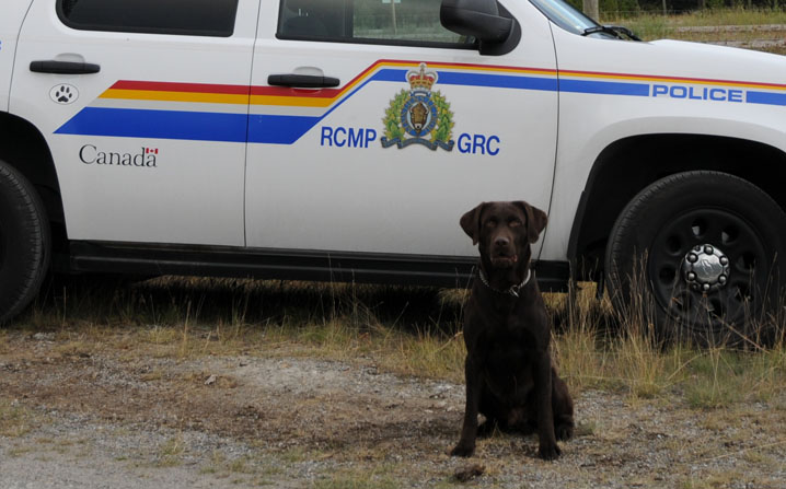 Rcmp k9 unit cheap