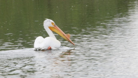 Photo by GREGORY SAWISKY/Advocate Staff A pelican