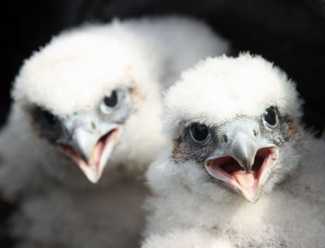 PeregrineChicks2RandyJune25_20110625165205