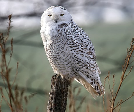 Snowy-Owl2