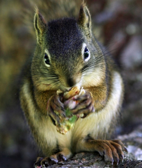 SquirrelSummerSnackRandyAug1_20110801171952