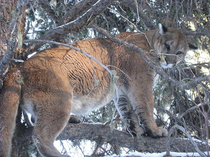 WEB-Cougar-in-Tree