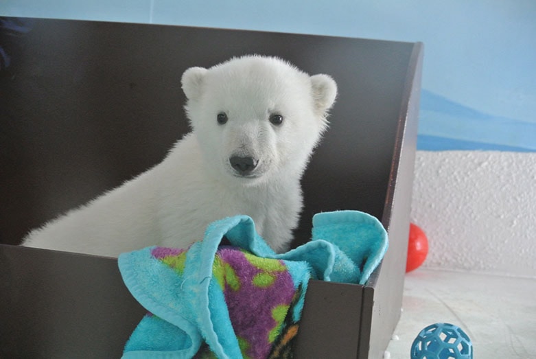 Polar Bear Cub 20140211