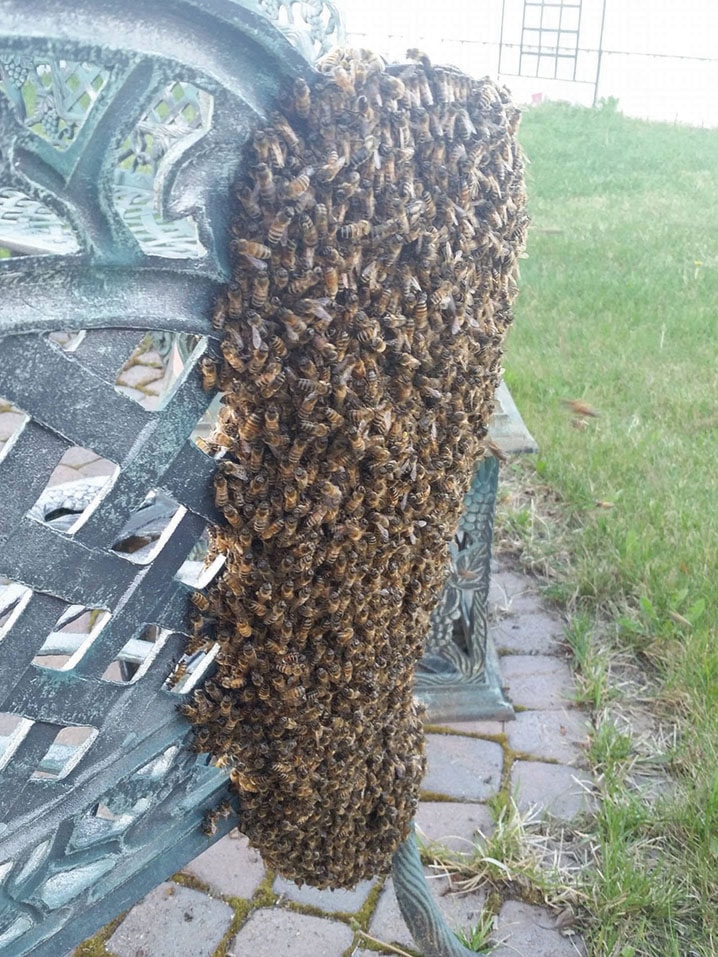 WEB-RDA-Local-Honey-Bee-Swarm-PIC-2