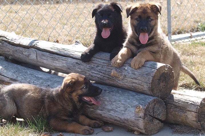 WEB-RDA-Local-RCMP-Puppies-Named-PIC