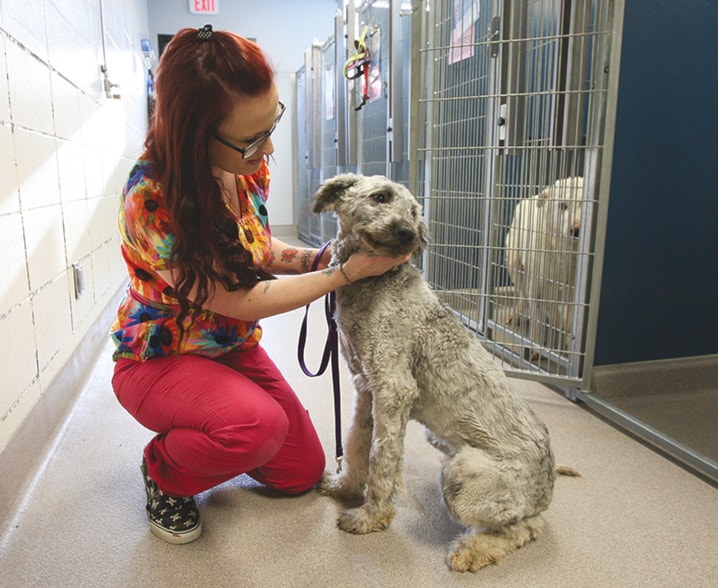 WEB-SPCA-dogs-rescued-gracie-012915-jeff