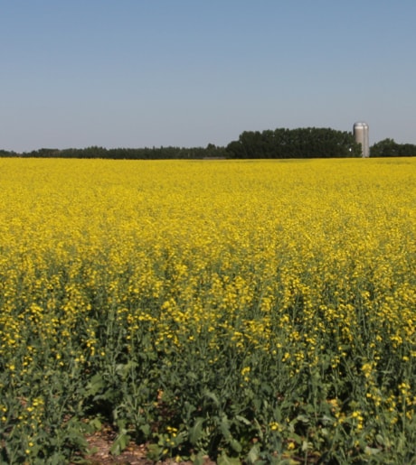 Canola fields are in full bloom in Central Alberta and ready for harvest.