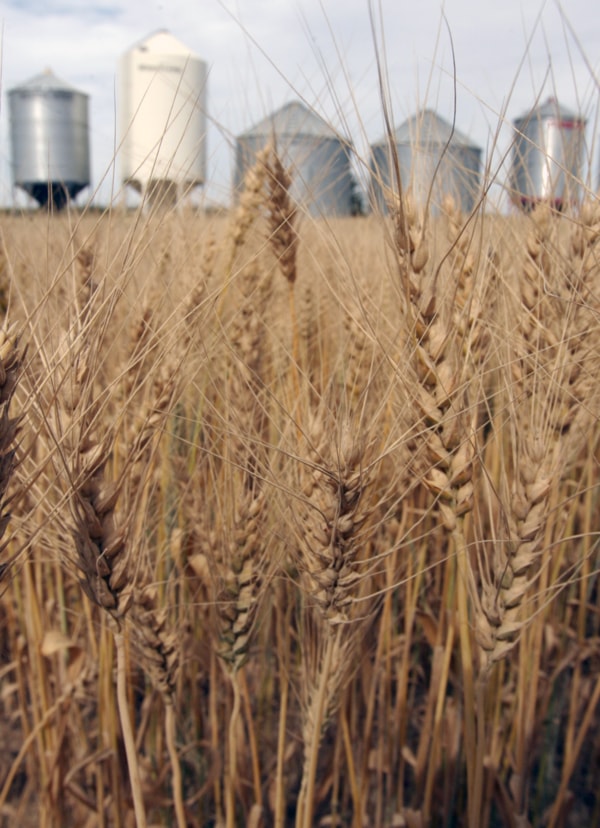 Barley grows on a farm west of Morningside.