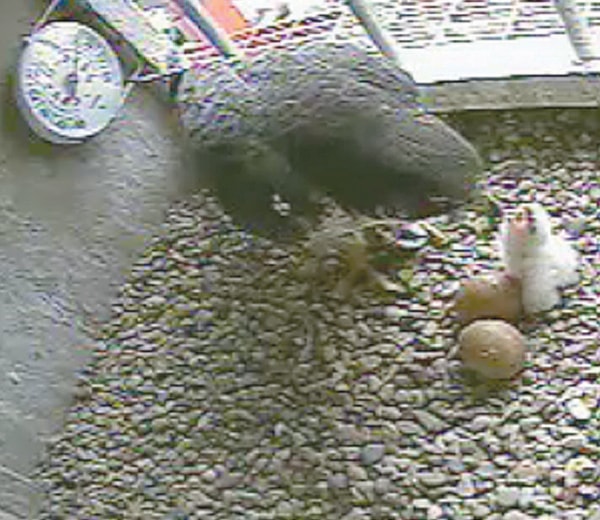 Parent of a Peregrin falcon chick keeps an eye on the newly hatched bird.