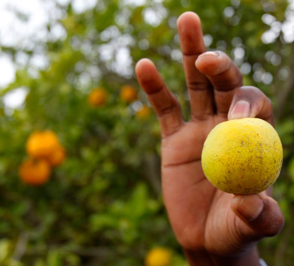 Citrus Disease Detected