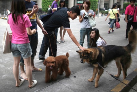 China One Dog Policy