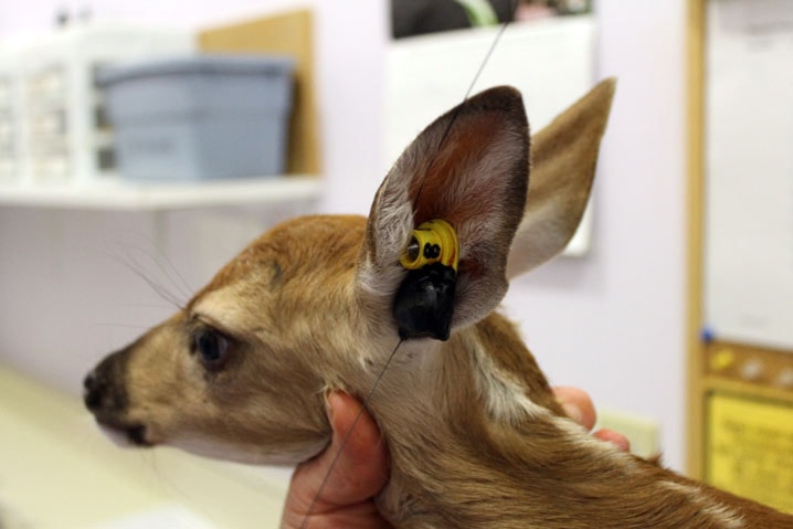 baby-fawn-ear-tag