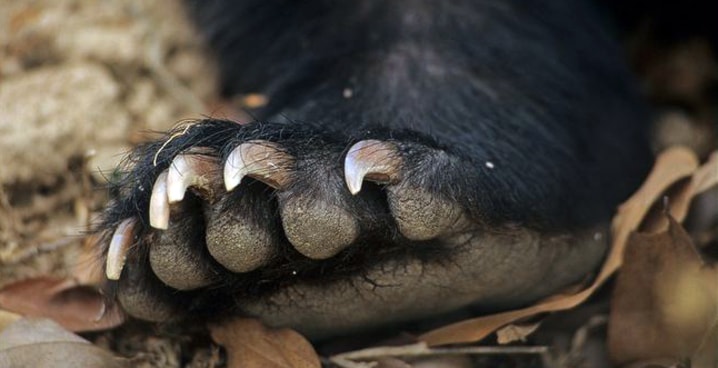 ARKive image GES113254 - Asiatic black bear