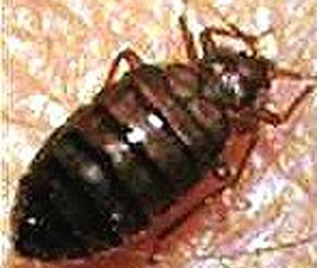 bedbug_picture
