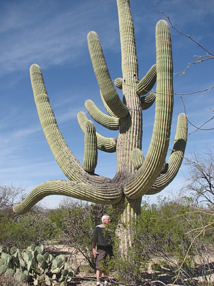 bob_checking_cactus