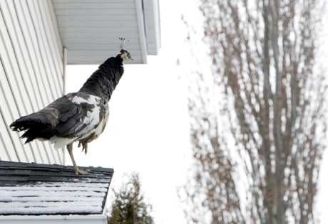 Flight of The Peahen 20100325