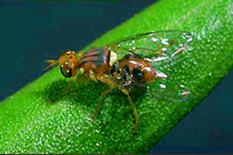 fruit-fly-240