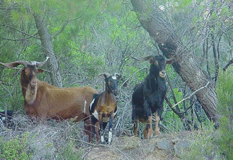 grazing-goats