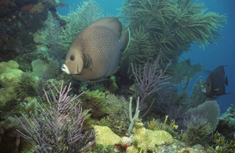 Gulf Oil Spill Coral Reefs
