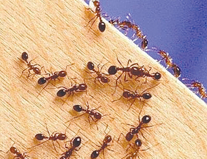 how-to-keep-ants-out-of-your-house