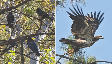 more-ravens-and-eagle