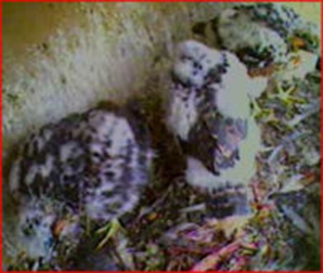 peregrine-chicks