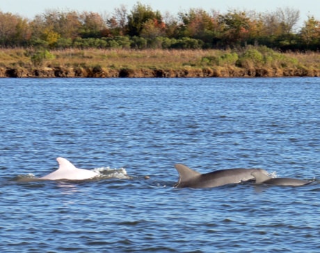 Pink Dolphin