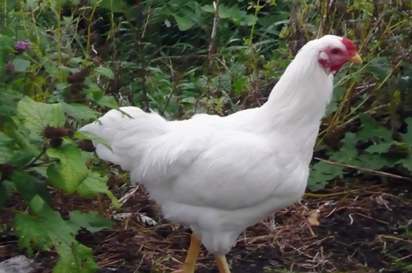 Chicken Breeds - Rare Breeds Canada
