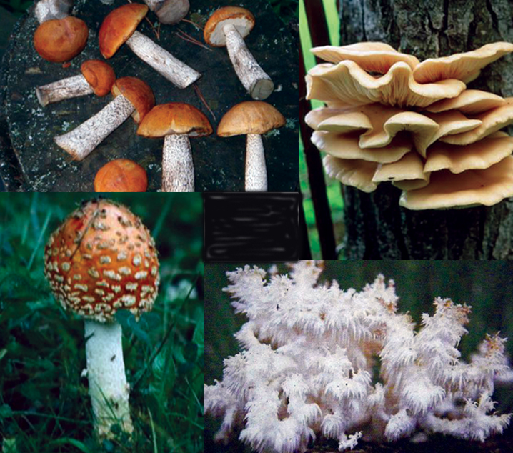 Fall is the time to hunt for Alberta mushrooms Red Deer Advocate