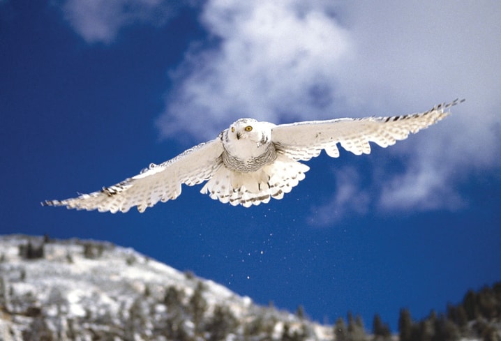 snowy-owl-in-flight