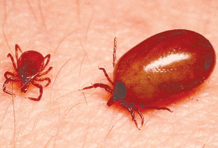 ticks