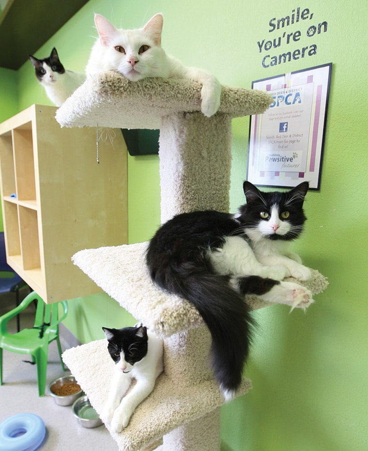 A quartet of felines relax in the cat room at the SPCA in Red Deer Thursday.