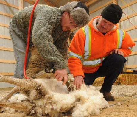 Sheep Shearing 130210jer