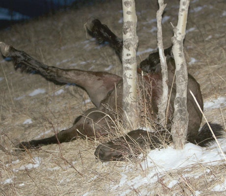 A stallion lies tangled in trees, at sthe cene of shooting.