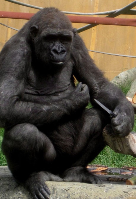 Gorilla With Knife 20090811