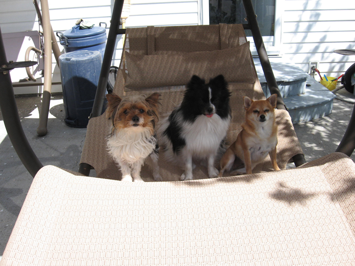 Two of couple’s three dogs killed in attack at Red Deer kennel Red Deer Advocate