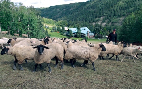 A01-Local-Sheep