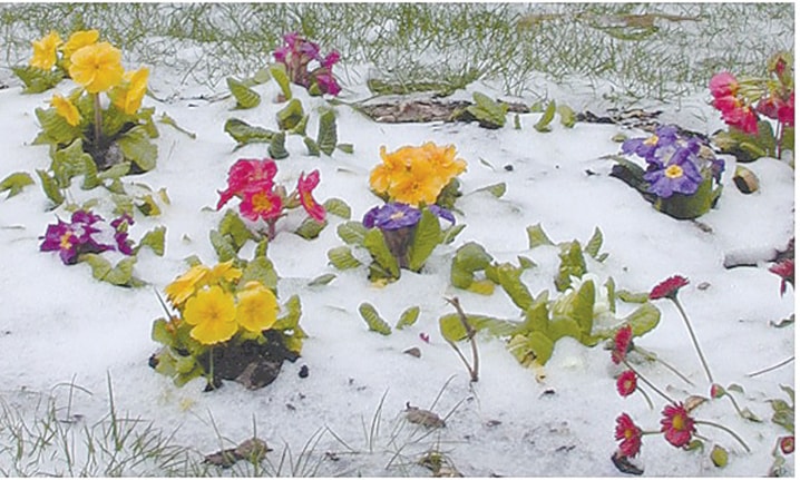 plants-in-snow