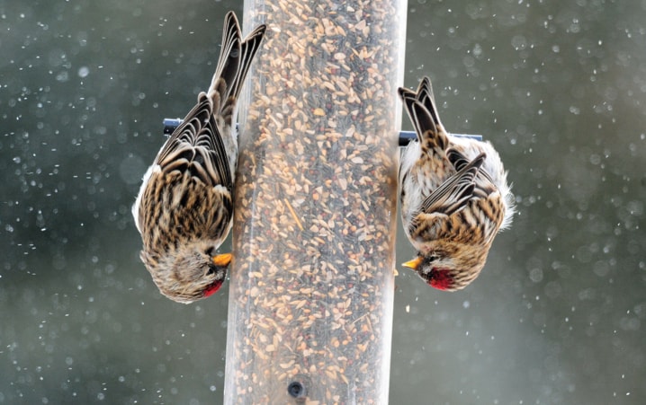 two-on-upside-down-feeder