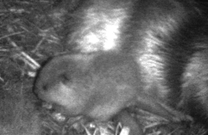 Baby-beaver-black-and-white